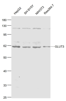 GLUT3 Rabbit Polyclonal Antibody