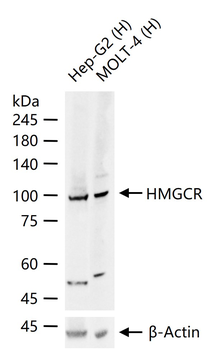 HMGCR Recombinant Rabbit Monoclonal Antibody