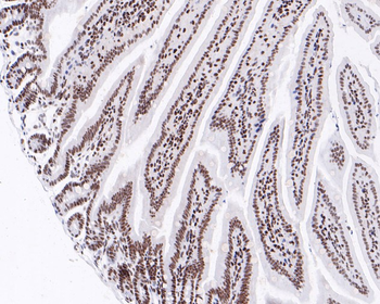 NRF1 Recombinant Rabbit Monoclonal Antibody