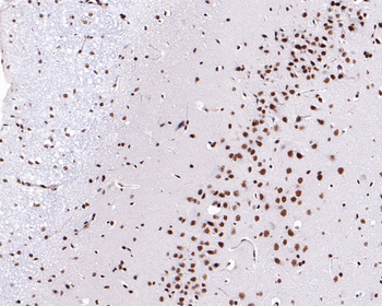 NRF1 Recombinant Rabbit Monoclonal Antibody