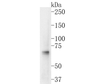 NRF1 Recombinant Rabbit Monoclonal Antibody