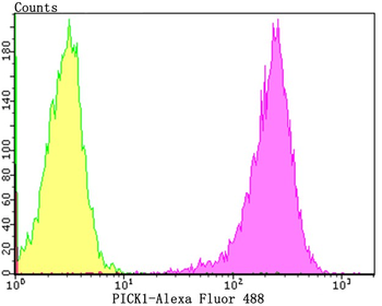 PICK1 Recombinant Rabbit Monoclonal Antibody