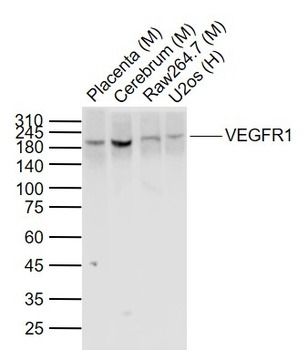 VEGFR1 antibody