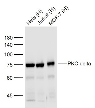 PKC Delta antibody