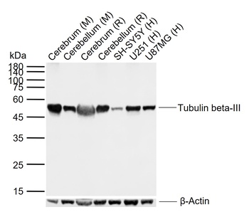 Tubulin Beta-III antibody