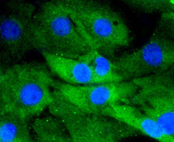 DUSP6 Recombinant Rabbit Monoclonal Antibody