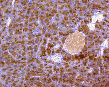 DUSP6 Recombinant Rabbit Monoclonal Antibody