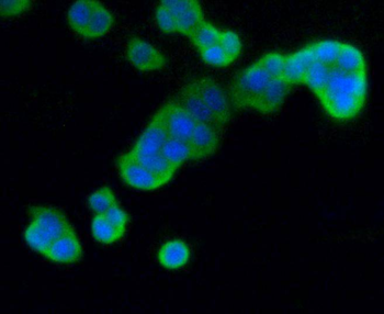 DUSP6 Recombinant Rabbit Monoclonal Antibody