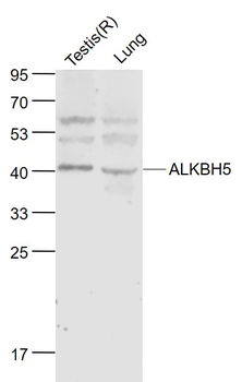 ALKBH5 Rabbit Polyclonal Antibody