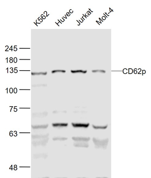 CD62P Rabbit Polyclonal Antibody