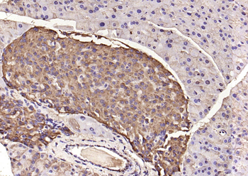 C22orf32 Rabbit Polyclonal Antibody