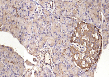 C22orf32 Rabbit Polyclonal Antibody