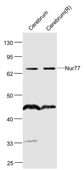 Nur77 antibody