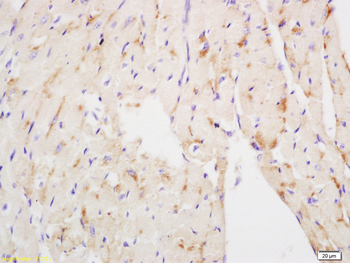 NDUFS3 Rabbit Polyclonal Antibody