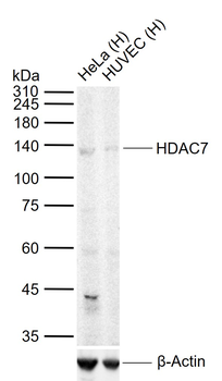 HDAC7 Rabbit Polyclonal Antibody