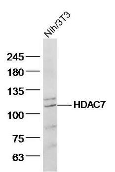 HDAC7 Rabbit Polyclonal Antibody
