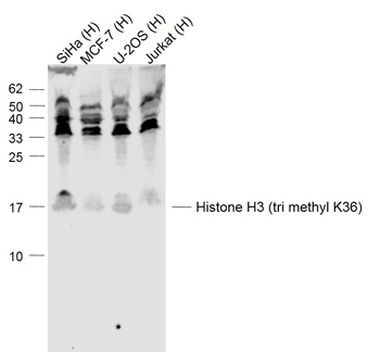 Histone H3 (tri methyl K36) Rabbit Polyclonal Antibody