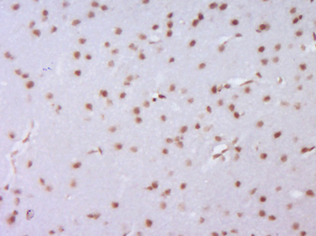 Histone H3 (Di Methyl K4) Rabbit Polyclonal Antibody