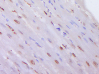 Histone H3 (Di Methyl K4) Rabbit Polyclonal Antibody