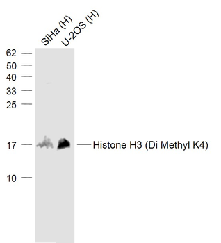 Histone H3 (Di Methyl K4) Rabbit Polyclonal Antibody