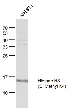 Histone H3 (Di Methyl K4) Rabbit Polyclonal Antibody