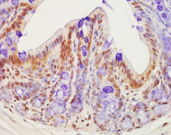 Histone H2B (Acetyl K20) Rabbit Polyclonal Antibody