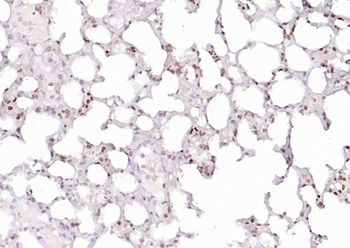 Histone H4 (Acetyl K12) Rabbit Polyclonal Antibody