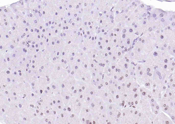 Histone H4 (Acetyl K12) Rabbit Polyclonal Antibody
