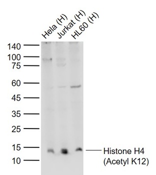 Acetyl-Histone H4 (K12) antibody