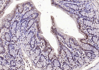 IL33 Rabbit Polyclonal Antibody