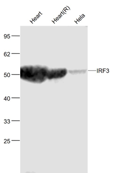 IRF3 Rabbit Polyclonal Antibody