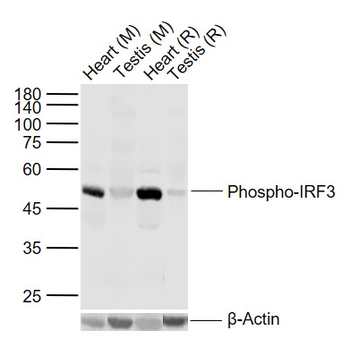 Phospho-IRF3 (Ser396) Rabbit Polyclonal Antibody