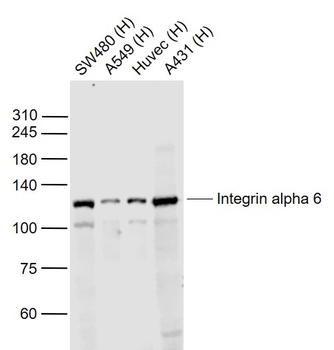 Integrin alpha 6 Rabbit Polyclonal Antibody