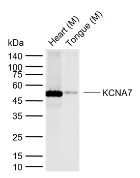 KCNA7 Rabbit Polyclonal Antibody