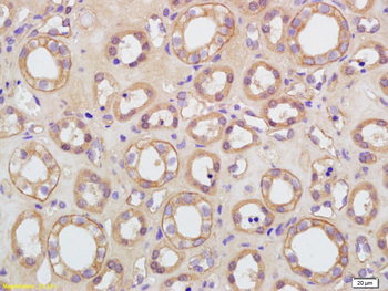 KCNA7 Rabbit Polyclonal Antibody