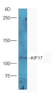 KIF17 Rabbit Polyclonal Antibody