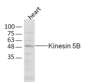 Kinesin 5B Rabbit Polyclonal Antibody