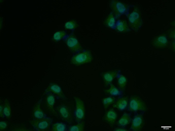 Phospho-KLF5 (Ser311) Rabbit Polyclonal Antibody