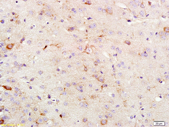 KSR1 Rabbit Polyclonal Antibody