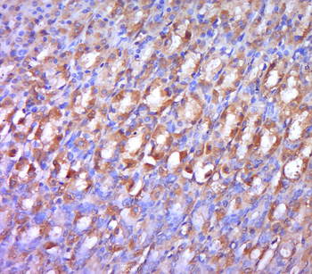 Phospho-LRP6 (Ser1490) Rabbit Polyclonal Antibody