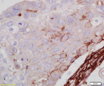 Phospho-LRP6 (Ser1490) Rabbit Polyclonal Antibody