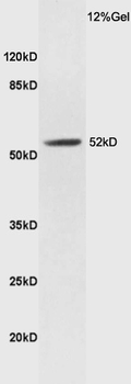 LXR alpha Rabbit Polyclonal Antibody