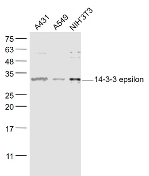 14-3-3 epsilon Rabbit Polyclonal Antibody