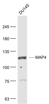 MAP4 Rabbit Polyclonal Antibody