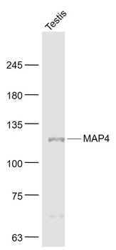 MAP4 Rabbit Polyclonal Antibody