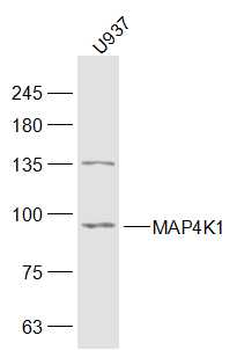 MAP4K1 Rabbit Polyclonal Antibody