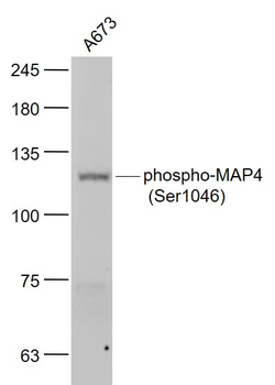 Phospho-MAP4 (Ser1046) Rabbit Polyclonal Antibody