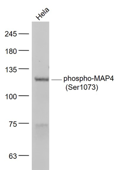 Phospho-MAP4 (Ser1073) Rabbit Polyclonal Antibody