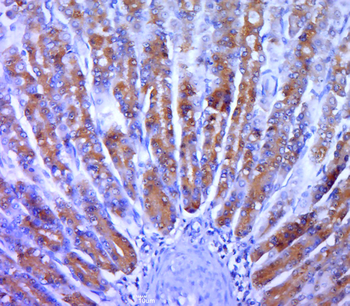 MAPKAP Kinase 2 Rabbit Polyclonal Antibody