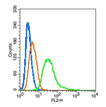 Phospho-ASK1 (Thr845) Rabbit Polyclonal Antibody